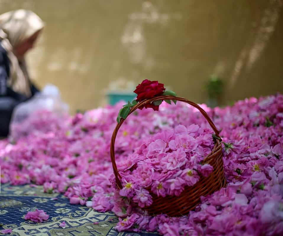 تصویر 3 از قیمت گلاب سبک با کیفیت ارزان + خرید عمده